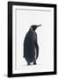 King Penguin-DLILLC-Framed Photographic Print