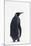 King Penguin-DLILLC-Mounted Photographic Print