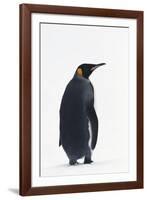 King Penguin-DLILLC-Framed Photographic Print