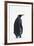 King Penguin-DLILLC-Framed Photographic Print