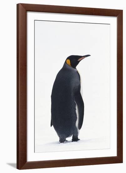 King Penguin-DLILLC-Framed Photographic Print