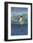 King Penguin-DLILLC-Framed Photographic Print