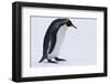 King Penguin-DLILLC-Framed Photographic Print