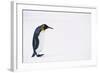 King Penguin-DLILLC-Framed Photographic Print