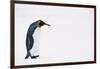 King Penguin-DLILLC-Framed Photographic Print