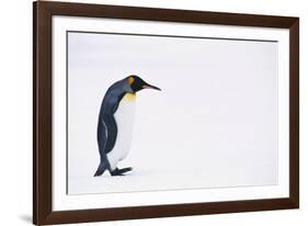 King Penguin-DLILLC-Framed Photographic Print