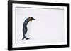 King Penguin-DLILLC-Framed Photographic Print