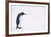 King Penguin-DLILLC-Framed Photographic Print