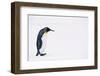 King Penguin-DLILLC-Framed Photographic Print