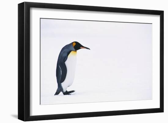 King Penguin-DLILLC-Framed Photographic Print