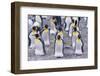 King Penguin-DLILLC-Framed Photographic Print