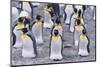 King Penguin-DLILLC-Mounted Photographic Print