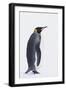 King Penguin-DLILLC-Framed Photographic Print