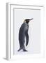 King Penguin-DLILLC-Framed Photographic Print