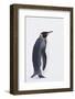 King Penguin-DLILLC-Framed Photographic Print