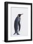 King Penguin-DLILLC-Framed Photographic Print