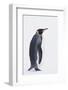 King Penguin-DLILLC-Framed Photographic Print