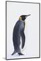 King Penguin-DLILLC-Mounted Photographic Print