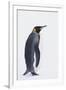 King Penguin-DLILLC-Framed Photographic Print