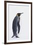 King Penguin-DLILLC-Framed Photographic Print