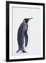 King Penguin-DLILLC-Framed Photographic Print