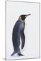 King Penguin-DLILLC-Mounted Photographic Print