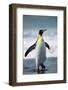 King Penguin-DLILLC-Framed Photographic Print