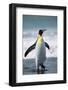 King Penguin-DLILLC-Framed Photographic Print