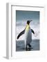 King Penguin-DLILLC-Framed Photographic Print