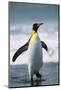 King Penguin-DLILLC-Mounted Photographic Print