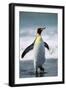 King Penguin-DLILLC-Framed Photographic Print