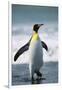 King Penguin-DLILLC-Framed Photographic Print