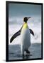 King Penguin-DLILLC-Framed Photographic Print