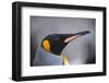 King Penguin-DLILLC-Framed Photographic Print