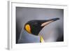 King Penguin-DLILLC-Framed Photographic Print