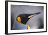 King Penguin-DLILLC-Framed Photographic Print