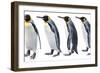 King Penguin-Anna Kucherova-Framed Photographic Print