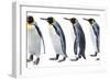 King Penguin-Anna Kucherova-Framed Photographic Print