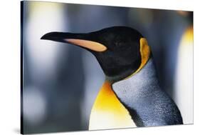 King Penguin-Paul Souders-Stretched Canvas