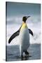 King Penguin-DLILLC-Stretched Canvas