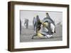 King Penguins About to Mate, South Georgia Island-Darrell Gulin-Framed Photographic Print