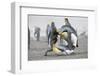 King Penguins About to Mate, South Georgia Island-Darrell Gulin-Framed Photographic Print