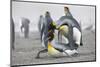 King Penguins About to Mate, South Georgia Island-Darrell Gulin-Mounted Photographic Print