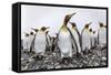 King Penguins (Aptenodytes Patagonicus) at Breeding and Nesting Colony at Salisbury Plain-Michael Nolan-Framed Stretched Canvas