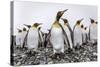 King Penguins (Aptenodytes Patagonicus) at Breeding and Nesting Colony at Salisbury Plain-Michael Nolan-Stretched Canvas