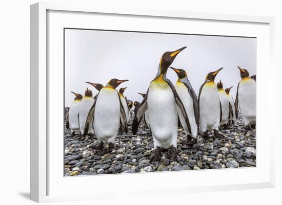 King Penguins (Aptenodytes Patagonicus) at Breeding and Nesting Colony at Salisbury Plain-Michael Nolan-Framed Photographic Print