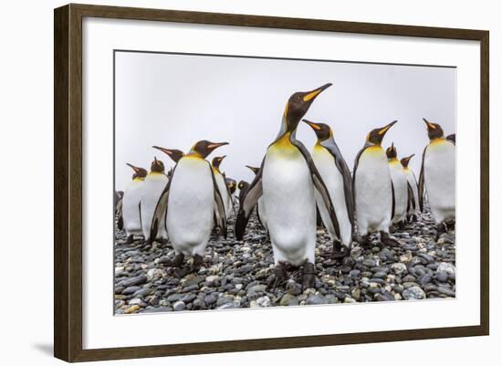 King Penguins (Aptenodytes Patagonicus) at Breeding and Nesting Colony at Salisbury Plain-Michael Nolan-Framed Photographic Print