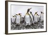 King Penguins (Aptenodytes Patagonicus) at Breeding and Nesting Colony at Salisbury Plain-Michael Nolan-Framed Photographic Print