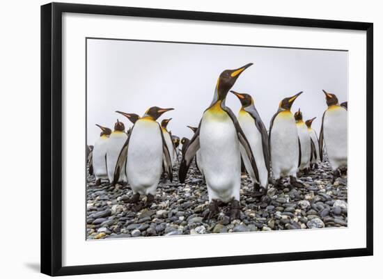 King Penguins (Aptenodytes Patagonicus) at Breeding and Nesting Colony at Salisbury Plain-Michael Nolan-Framed Photographic Print