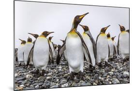 King Penguins (Aptenodytes Patagonicus) at Breeding and Nesting Colony at Salisbury Plain-Michael Nolan-Mounted Photographic Print